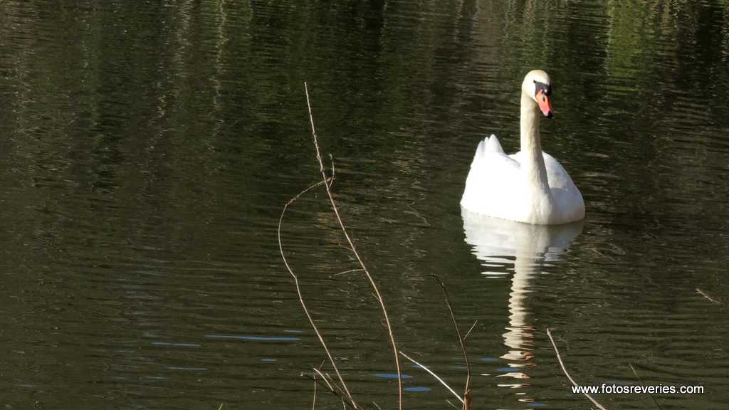 Parent solo rencontre suisse