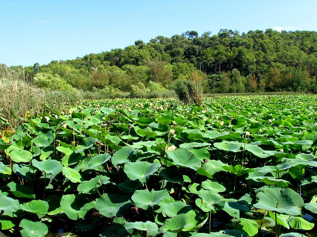 Ecran + Plus __ Etang de Fontmerle Mougins (06)
